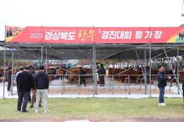 2023년 경북 한우경진대회