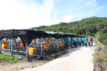 이상고온 피해 캠벨 포도 농가 현장방문